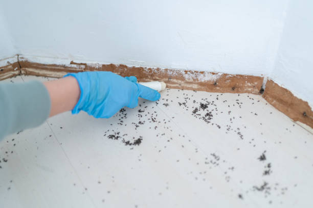 Best Termite Inspection and Treatment  in West Leechburg, PA